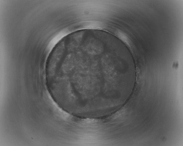 X0000111901087200908171233