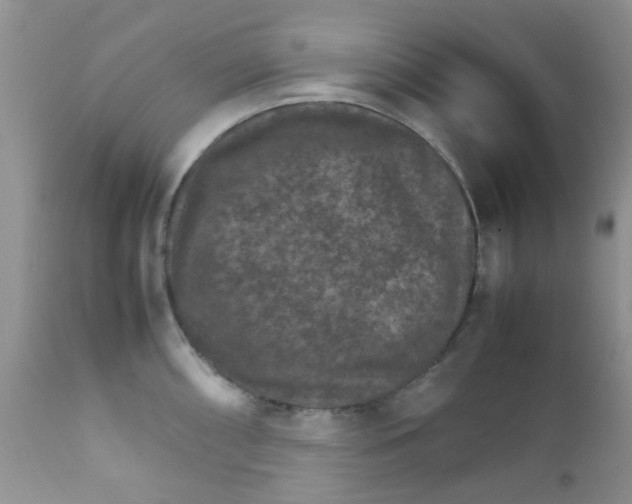 X0000111901098200908171233