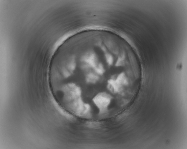 X0000111901237200908171231