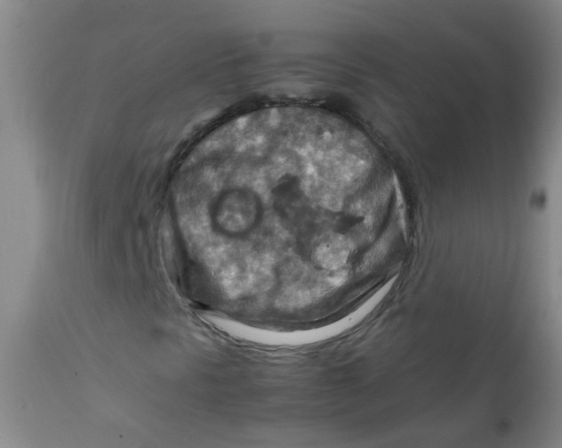 X0000111901297200908171229