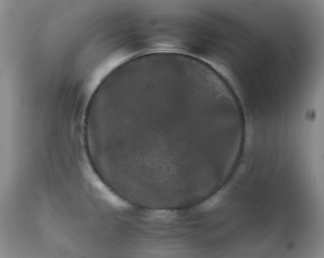 X0000111901333200908171229