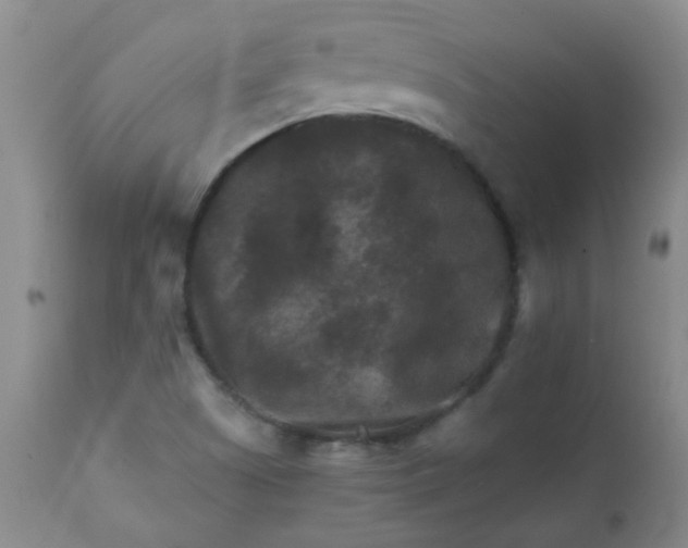 X0000111901505200908171225