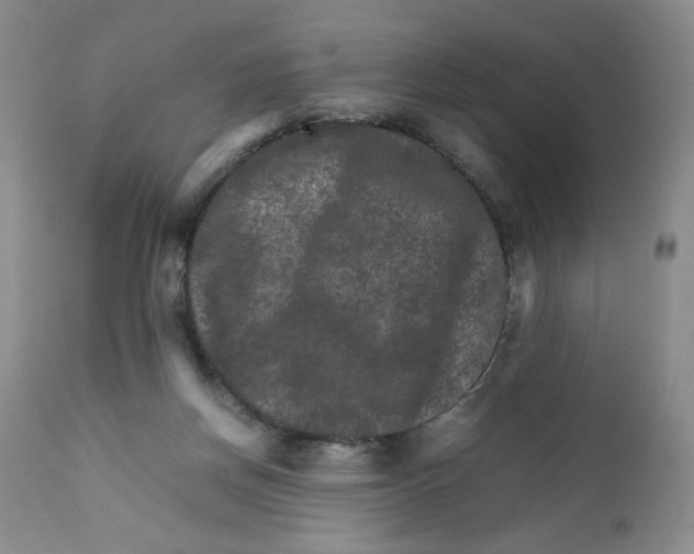 X0000111900166200908241011