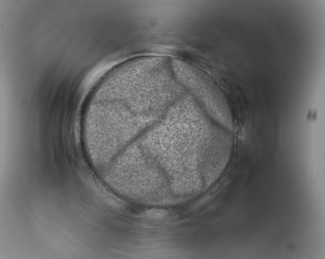 X0000111900294200908241009