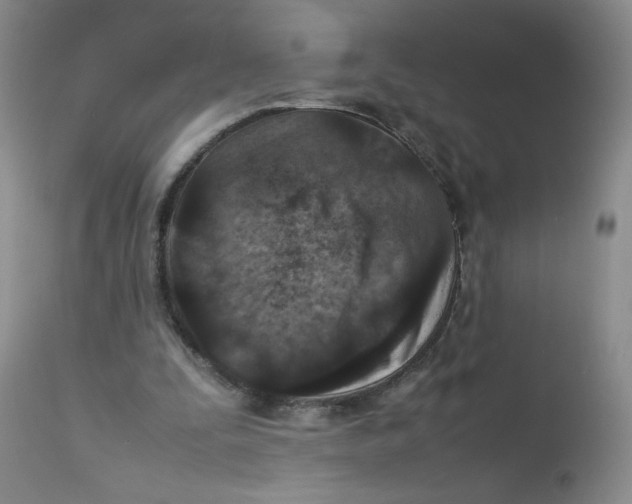 X0000111900295200908241009