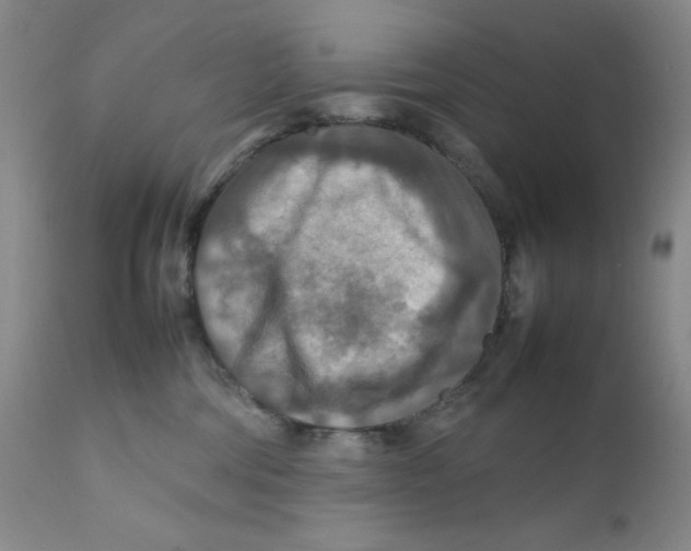 X0000111900330200908241009