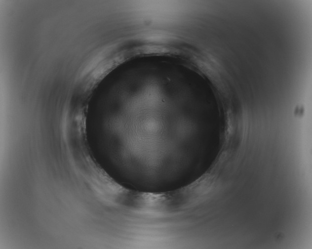 X0000111900333200908241009