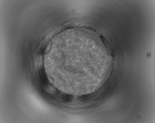 X0000111900335200908241009