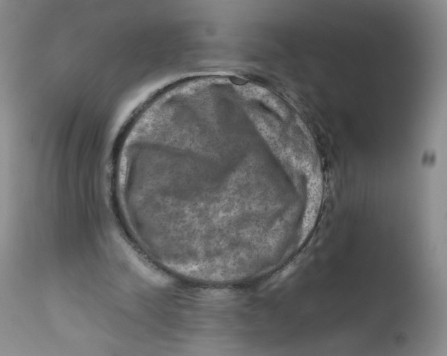 X0000111900342200908241008