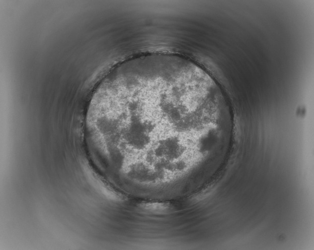 X0000111900449200908241006