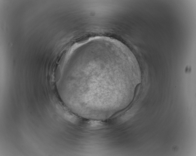 X0000111900528200908241005