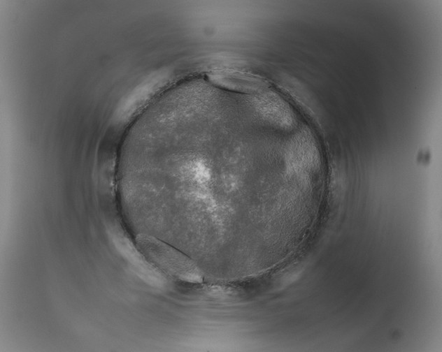 X0000111900585200908241004