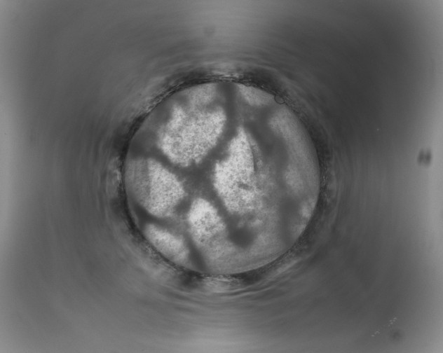 X0000111900707200908241002