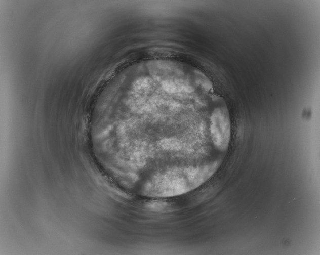 X0000111900759200908241002