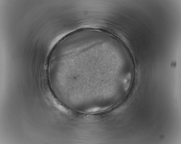 X0000111900779200908241001