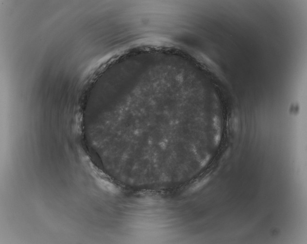 X0000111900822200908240959