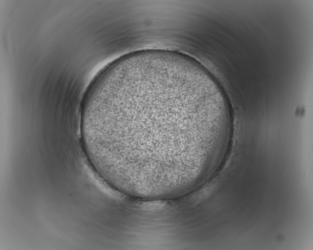 X0000111900838200908241000