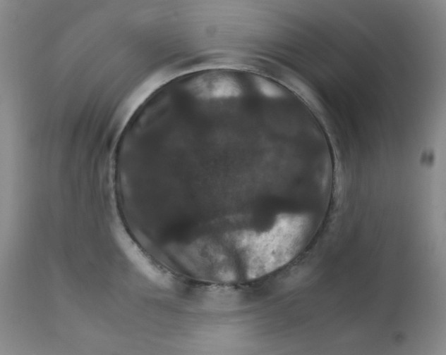 X0000111900907200908240959