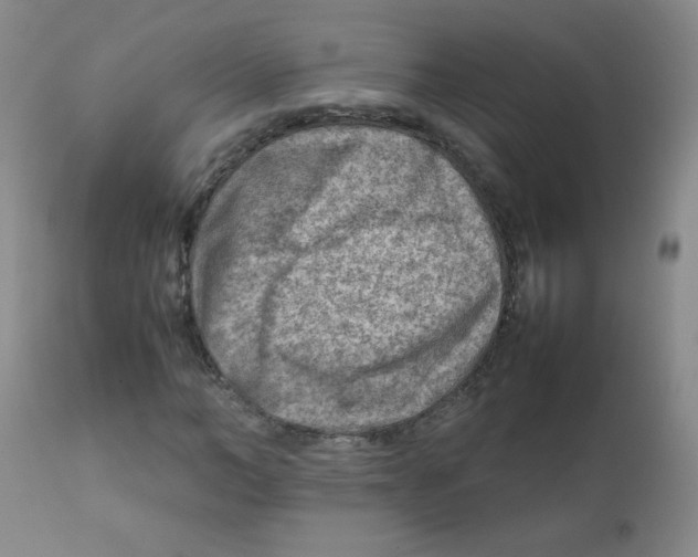 X0000111900966200908240957