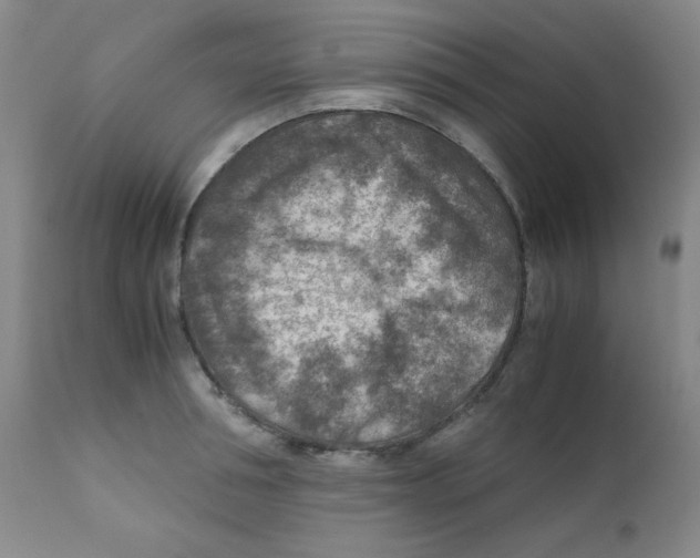 X0000111900994200908240957