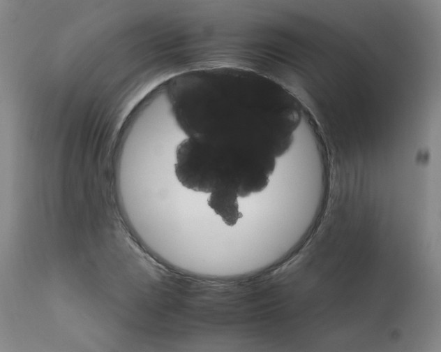 X0000111901023200908240956