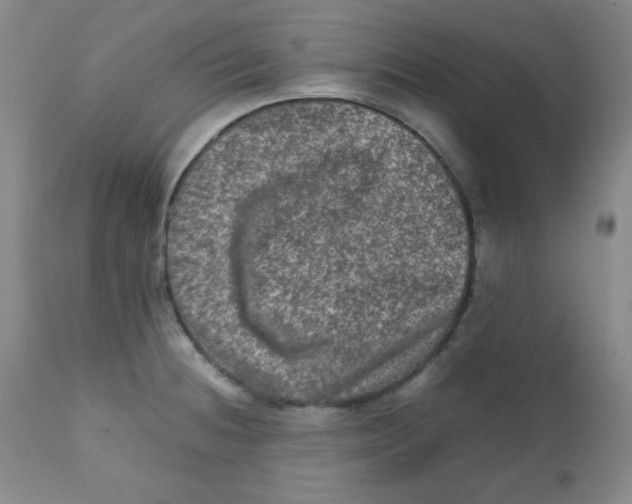 X0000111901236200908240954