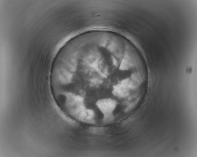 X0000111901237200908240954