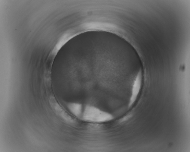 X0000111901529200908240949