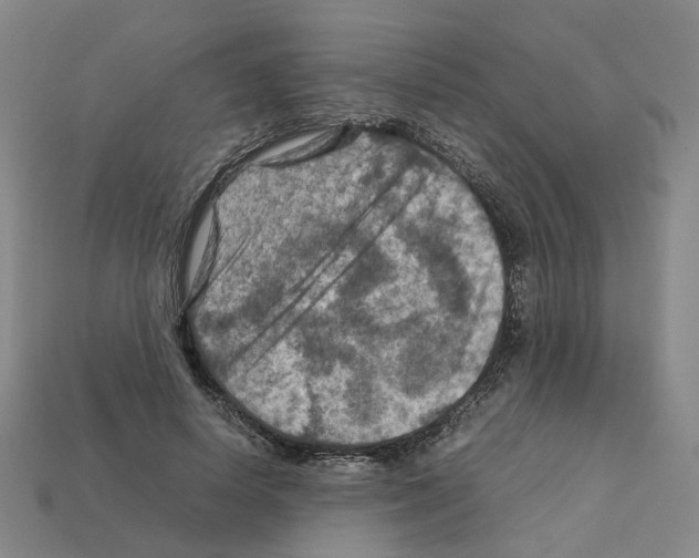 X0000111900642200909071137