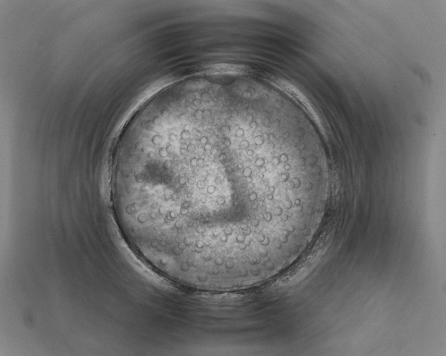 X0000111900851200909071134