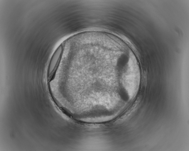 X0000111900862200909071134