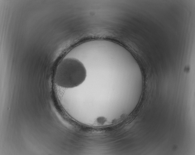 X0000111910638200907271036