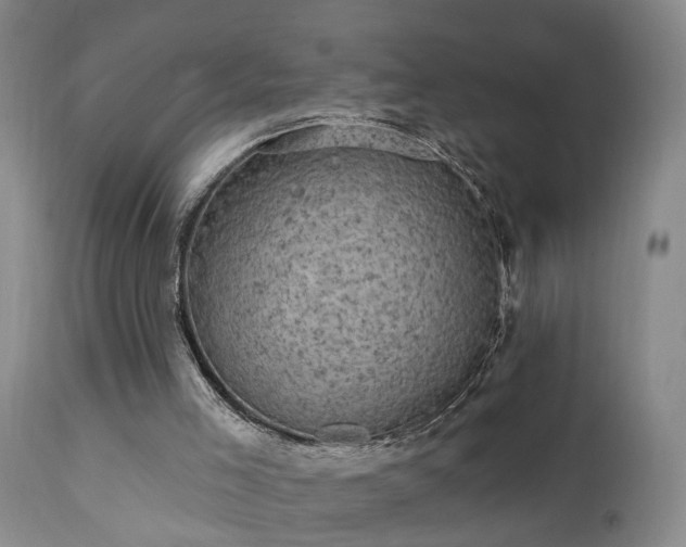 X0000111910005200907271232