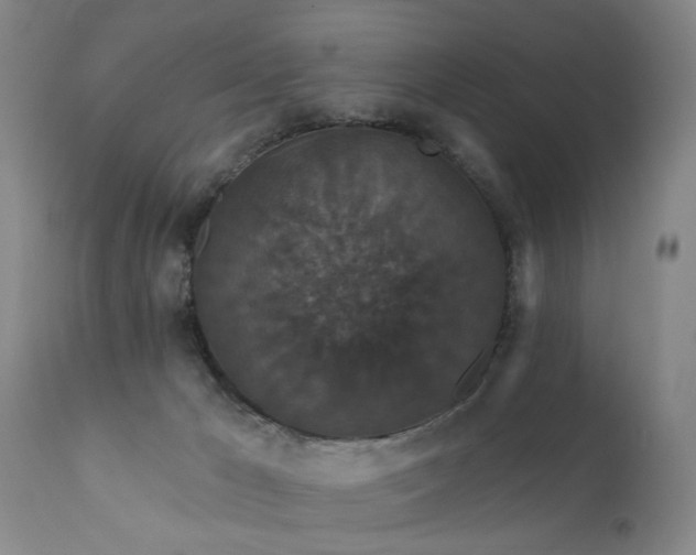 X0000111910029200907271232