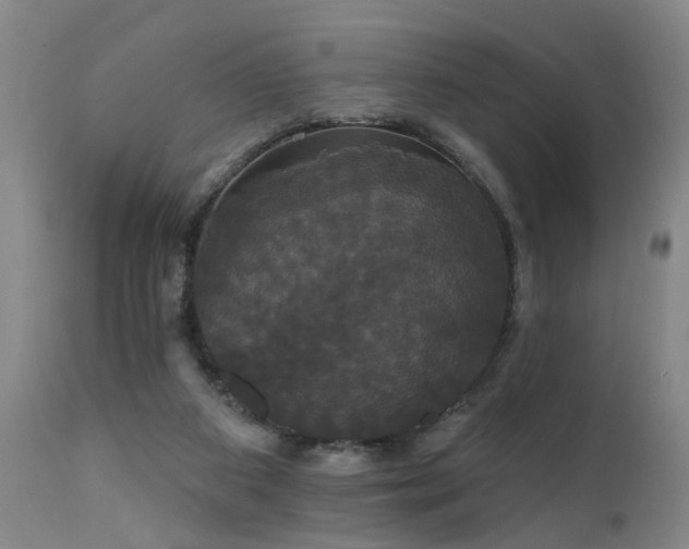 X0000111910113200907271231