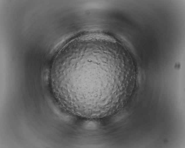 X0000111910115200907271231