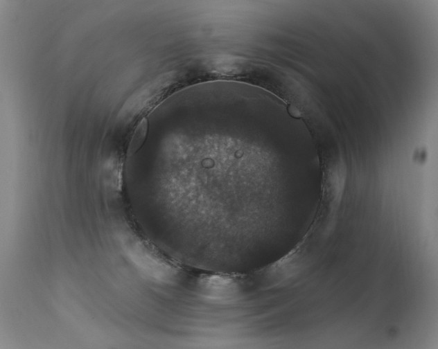 X0000111910180200907271230