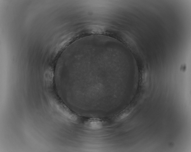 X0000111910228200907271229