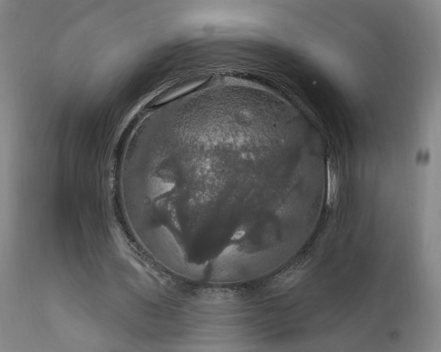 X0000111910435200907271225