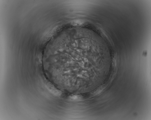 X0000111910561200907271224