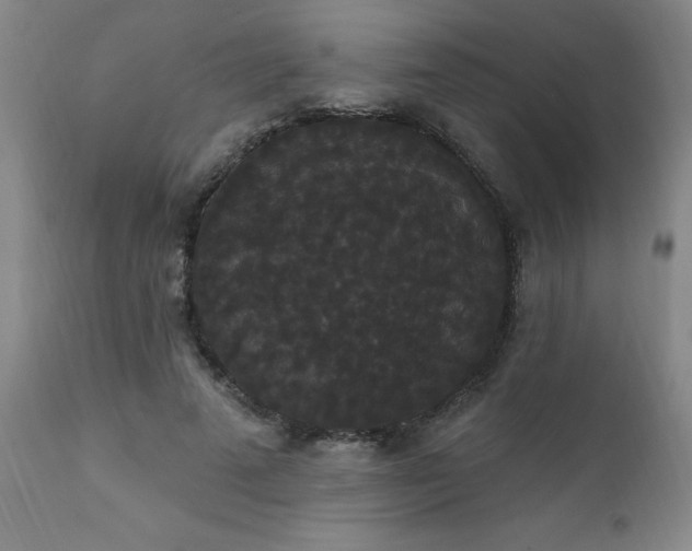X0000111910689200907271222