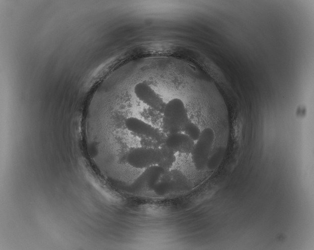 X0000111910733200907271221