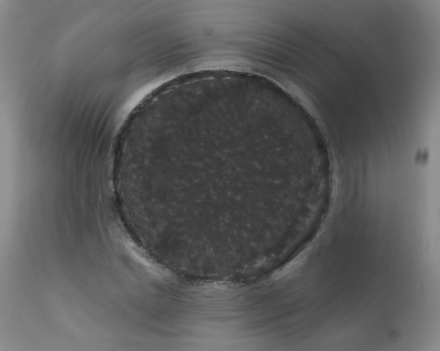 X0000111910830200907271220