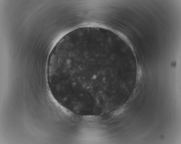 X0000111910863200907271220