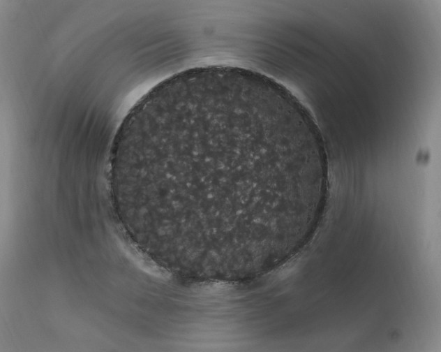 X0000111910879200907271219