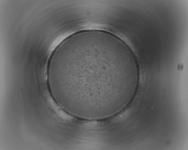 X0000111910885200907271219
