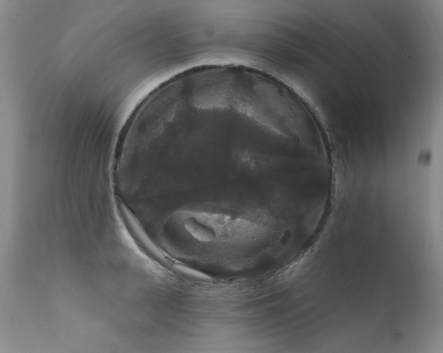 X0000111910943200907271218