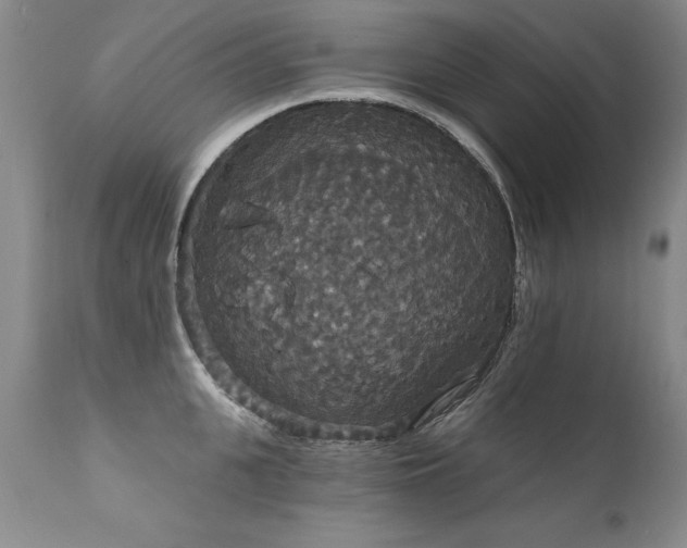 X0000111910951200907271218