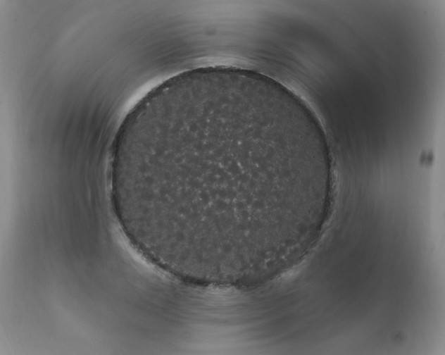 X0000111910983200907271218
