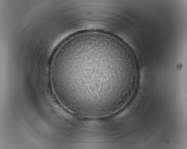 X0000111911021200907271216